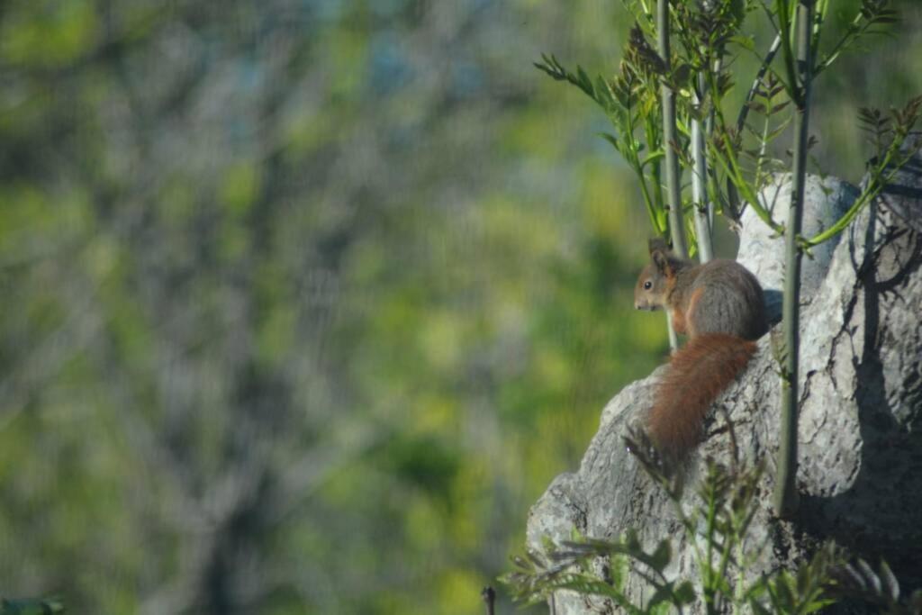 Treehut, Nature, Birds, Silence And Fjord Samlanes Exterior photo