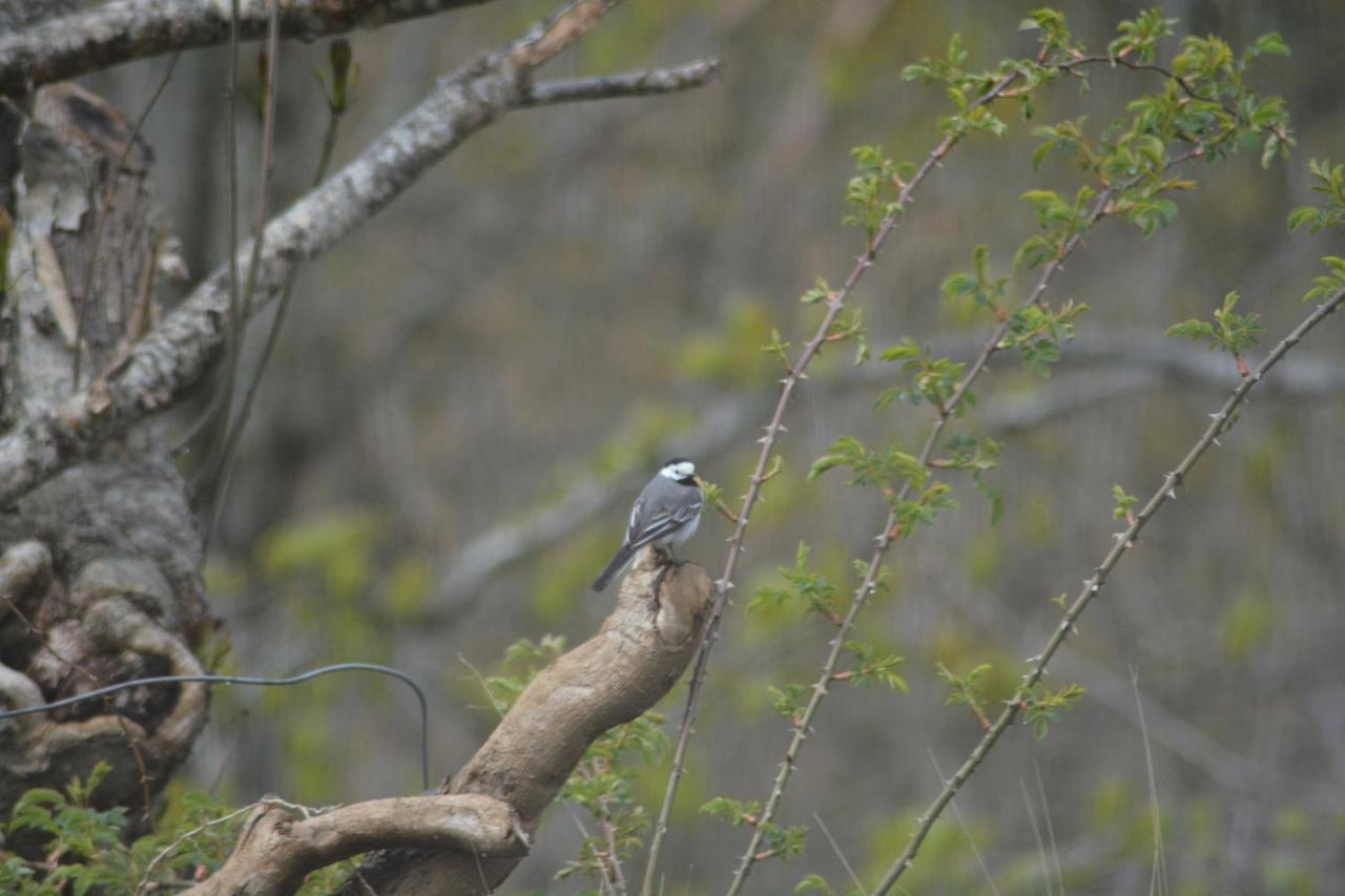 Treehut, Nature, Birds, Silence And Fjord Samlanes Exterior photo